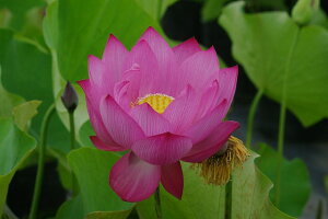 ԃnX |bg̔@cg@@10@^iijyzyԘ@AԃnXzy^e(12)ȏ͔|izyDhz