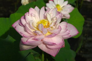 yő50%OFFN[|sIzԃnX@q@@@^iij10i30cm|bgjJԋyъJԌ݊yԘ@AԃnXzy^izyDhz