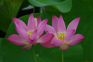 yő50%OFFN[|sIzԃnX |bg̔@P@@10@^iijyzyԘ@AԃnXzy^e(12)ȏ͔|izyDhz