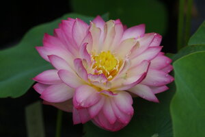 yő50%OFFN[|sIzԃnX |bg̔@ʘOl@10@q@ijyzyԘ@AԃnXzy10`|bgzy^e͔|izyDhz