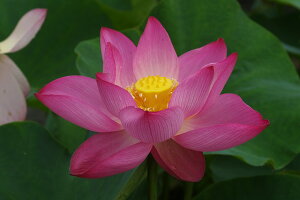 ԃnX |bg̔@̉؁@10@^iijyzyԘ@AԃnXzy^e(12)ȏ͔|izyDhz