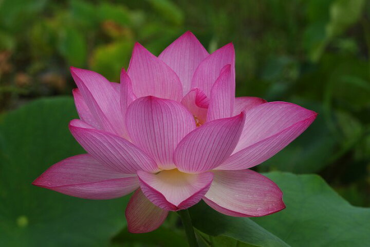 楽天市場 嘉祥蓮 種3粒 花蓮 花ハス種子販売 ネコポス対応 代引不可 石田精華園 楽天市場店