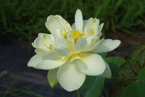 ԃnX |bg̔@̓ei̂j@10@^iij@yzyԘ@AԃnXzy^e(12)ȏ͔|izyDhz