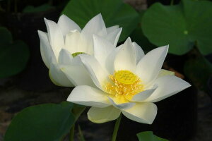 ԃnX |bg̔@@@10@^iijyzyԘ@AԃnXzy^e(12)ȏ͔|izyDhz