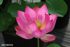 ԃnX |bg̔@g@@10@^iijyzyԘ@AԃnXzy10`|bgzy^e͔|izyDhz