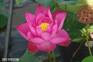 ԃnX |bg̔@zV@10@^iijyzyԘ@AԃnXzy^e(12)ȏ͔|izyDhz