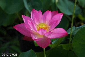 ԃnX |bg̔@ēt@10@^iijyzyԘ@AԃnXzy10`|bgzy^e͔|izyDhz