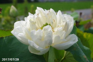 yő50%OFFN[|sIzԃnX |bg̔@i͂Ɓj10@^iijyzyԘ@AԃnXzy10`|bgzy^e͔|izyDhz