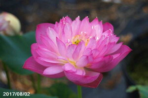 ԃnX |bg̔@@@10@^iijyzyԘ@AԃnXzy10|bgȏ͔|izyDhz