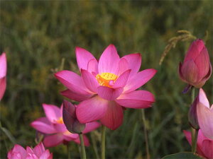 yő50%OFFN[|sIzԃnX |bg̔@@10@^iij@yzyԘ@AԃnXzy10`|bgzy^e͔|izyDhz