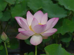 yő50%OFFN[|sIzԃnX |bg̔@Ћg@@10@^iijyzyԘ@AԃnXzy^e(12)ȏ͔|izyDhz