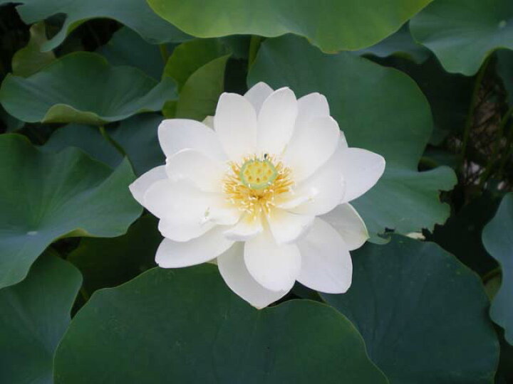 楽天市場 アメリカ白蓮 種3粒 花蓮 花ハス種子販売 ネコポス対応 代引不可 石田精華園 楽天市場店