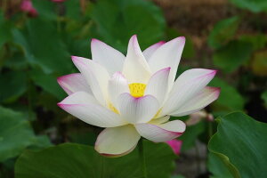 ԃnX |bg̔@֘@i^j10yzyԘ@AԃnXzy^e(12)ȏ͔|izyDhz