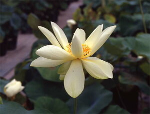 yő50%OFFN[|sIzԃnX |bg̔@ߘ@@10@^iijyzyԘ@AԃnXzy^e(12)ȏ͔|izyDhz