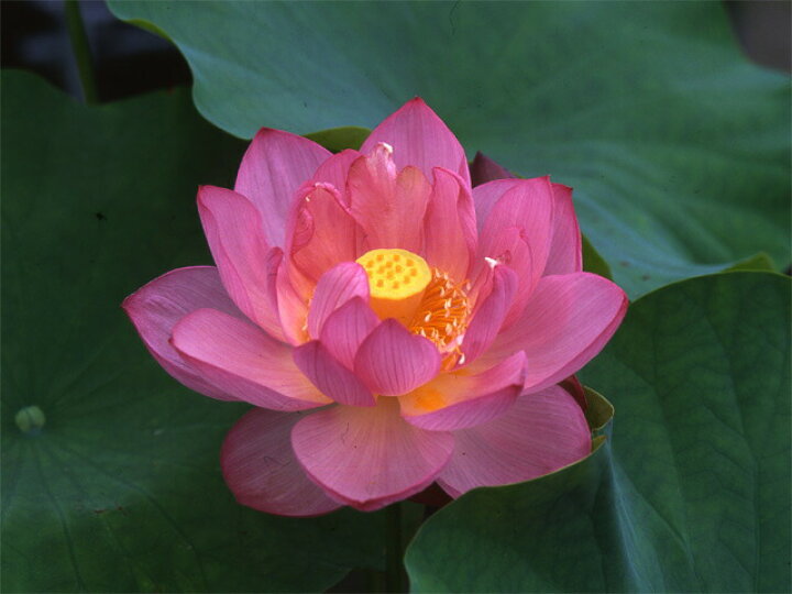 楽天市場 浄台蓮 種3粒 花蓮 花ハス種子販売 ネコポス対応 代引不可 石田精華園 楽天市場店