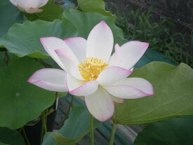 楽天市場 大賀 ハス 苗の通販