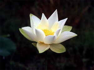 ԃnX |bg̔@{@10@^iij@yzyԘ@AԃnXzy^eȏ͔|izyDhz