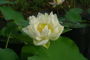 yő50%OFFN[|sIzԃnX |bg̔@IR@@10@^iijyzyԘ@AԃnXzy^e(12)ȏ͔|izyDhz