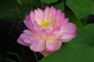 yő50%OFFN[|sIzԃnX@Ne@10i30cm|bgjJԋyъJԌ݊yԘ@AԃnXzy^izyDhzyz