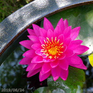 уXC@^N@yc̔zy엿tzIBio[eB[[Wj10g2܁@y^izyAEtAzy@Ez