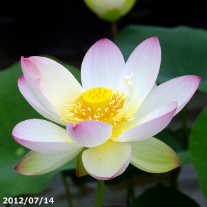 yő50%OFFN[|sIzԃnX |bg̔@z@10@^iijyzyԘ@AԃnXzyDhz