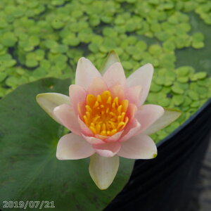 ^XC \t@^@4(12cm) y엿tzIBio[eB[[Wj10g2܁@yA tAzyhzy@  ^XC cz