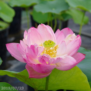 yő50%OFFN[|sIz@ 10@JԋyъJԌ݊@yԘ@AԃnXzy^izy^e(12)ȏ͔|izyDhzyz