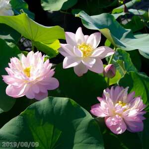 ԃnX |bg̔@@10@^iijyzyԘ@AԃnXzy10|bgȏ͔|izyDhz