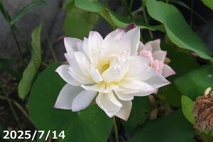 ԃnX |bg̔@ eԕiӂjyzyԘ@AԃnXzy10`|bgzy^e͔|izyDhz