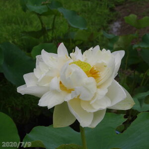 ԃnX |bg̔@~@iVRLOwij10@^iijyzyԘ@AԃnXzy^e(12)ȏ͔|izyDhz