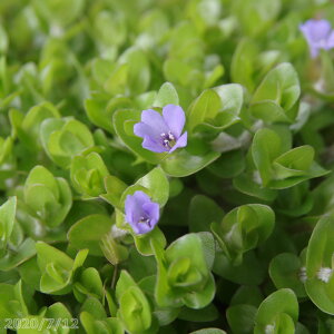 ���_�J����ԃ~�W���R����@�E�H�[�^�[�o�R�p�@4���i12cm�|�b�g�j�@�y�엿�t�zIB�����i�o�[�e�B�[���[�W�j10g����1�܁@�y�Ă̐����A���z�y�r�I�g�[�v�z�y���t�A���z�y���ϊ����h�����z _mks