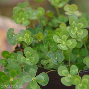 _JԐ~WR@EH[^[N[o[@`J@4i12cm|bgjyt`H̐AzyrIg[vzyAEt`Azyϊhz _mks