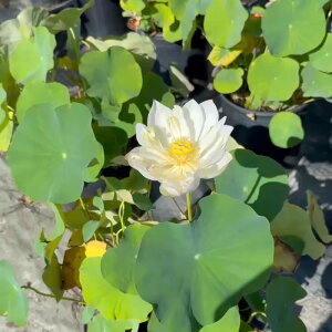 yő50%OFFN[|sIzԃnX@]q@@10|bg(30cm|bg)@JԋyъJԌ݊yԘ@AԃnXzy^izyDhzyz