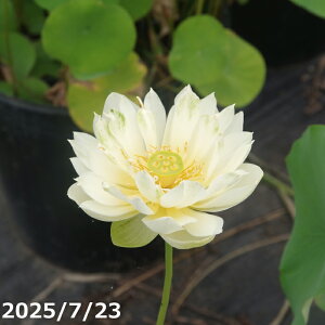 yő50%OFFN[|sIzԃnX |bg̔@ug@10@^iij@yԘ@AԃnXzy^izy^eȏ͔|izyDhzyz