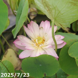 ԃnX |bg̔ i傤j10(30cm|bg)@JԋyъJԌ݊yԘ@AԃnXzy^izyWe(10)ȏ͔|izyDhz