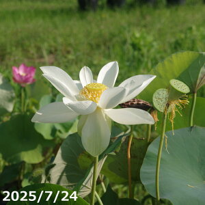 yő50%OFFN[|sIzԃnX |bg̔@Cw@@10i^ji13j^iijyzyԘ@AԃnXzy^e13ȏ͔|izyDhz