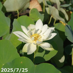 yő50%OFFN[|sIzԃnX |bg̔@_쉩@@10(30cm|bg)i^jJԋyъJԌ݊yԘ@AԃnXzy^eȏ͔|izyDhzyz