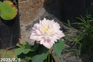 ԃnX |bg̔@ i1j10@q@yzyԘ@AԃnXzy10`|bgzy^e͔|izyDhz