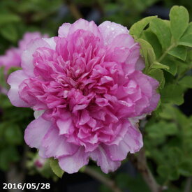 楽天市場 十六夜薔薇の通販 楽天市場 十六夜薔薇の通販