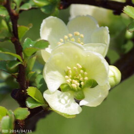 楽天市場 ボケ 盆栽 花 観葉植物 花 ガーデン Diyの通販