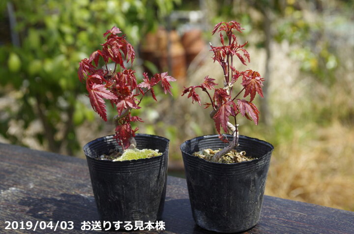 楽天市場 曲付き イロハモミジ ヤマモミジ 2 5号 7 5cmポット 盆栽素材 ミニ 盆栽 苗 苔玉素材 小山飾り素材 紅葉 もみじ いろはもみじ イロハ紅葉 伊呂波紅葉 山もみじ ヤマモミジ 山モミジ 山紅葉 石田精華園 楽天市場店