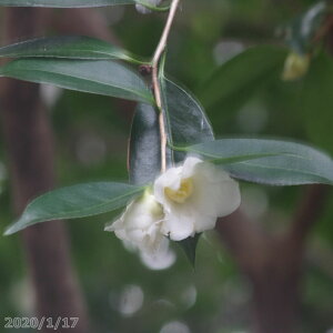 【10%OFFクーポン対象!〜10/30】【現品・一点物No.7767】 椿 苗 白侘助 12号 抜き苗 高さ220cm (長期化成肥料付)【半日陰〜好日性植物】【椿苗木 ツバキ】【植木 庭木】【樹木 花木】【