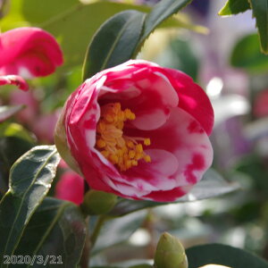 �ց@�c�@����i�@2�N���}���ؕc�@3�� �i���������엿�t�j�y�����A�`�D�����A���z�y�֕c �c�o�L�z�y�~�͑f�ށz�y���ԁz�y�Ԗ؁z�y�ց@�c�؁z