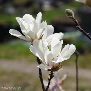 �y���i�E��_��No.0013�z��� �c�@�q���R�u�V(�V�f�R�u�V) �����c ����90cm�@�y���������z�y���� �Ԗ؁z�y�A�� ��؁z�y�D�����A���z�y�P�R�u�V�z