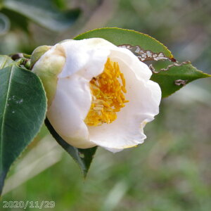 yi_No.8575z ց@c@iʁjc@1m i엿tjyA`DAzy֕c coLzyA ؁zy Ԗ؁zyԁzyց@c؁z