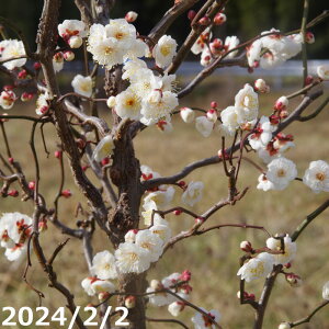 yi_No.8582z c؁@EEoC(_~)@ 1.6m@9 i엿tjyԖ ~ Ezyږؕczy뉀 A؁zy~ Azyx_|z