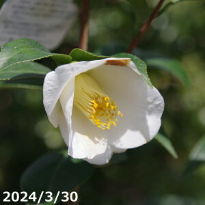 椿 苗 加賀八朔(B) 3年生挿木苗 5号 (長期化成肥料付) 【半日陰〜好日性植物】【椿苗 ツバキ】【盆栽素材】【茶花】【花木】【椿 苗木】