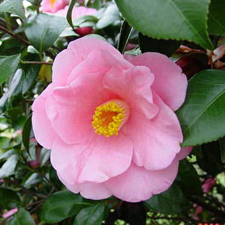 楽天市場】椿 苗 福娘(B) 3年生挿木苗 4号 （長期化成肥料付）【半日陰  