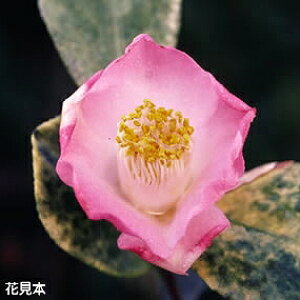  c@f 3N}ؕc 4i엿tj@yA`DAzy֕c coLzy~͑f  Ԗ؁zy c؁z