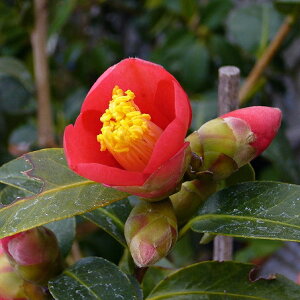 �� �c �ʎO�Y�@2�N���}�ؕc�@3���i9cm�|�b�g�j �i���������엿�t�j�y�����A�`�D�����A���z�y�֕c �c�o�L�z�y�~�͑f�� ���� �Ԗ؁z�y���r�c�c�o�L�z�y�ց@�c�؁z